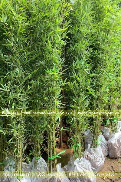 Những hàng trúc mới dâm ủ, chiều cao khoảng 2m