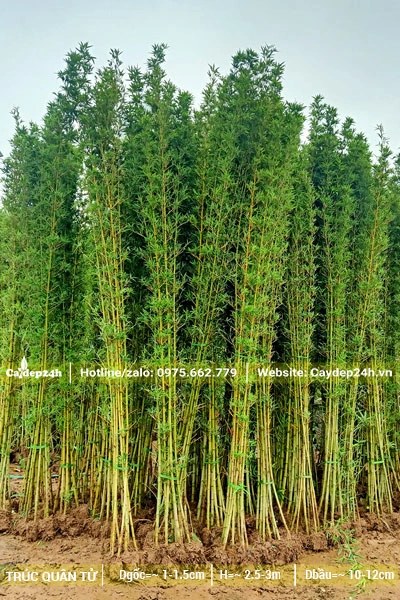 Tập kết số lượng lớn Trúc Quân Tử 3m cho công trình tại TP HCM