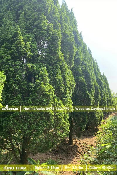 Vườn Tùng Tháp kích thước "khủng", chiều cao 4 - 5m