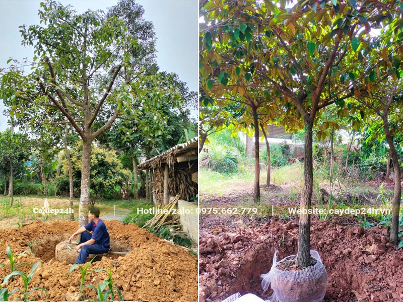Cây công trình sau khi đào xong đất