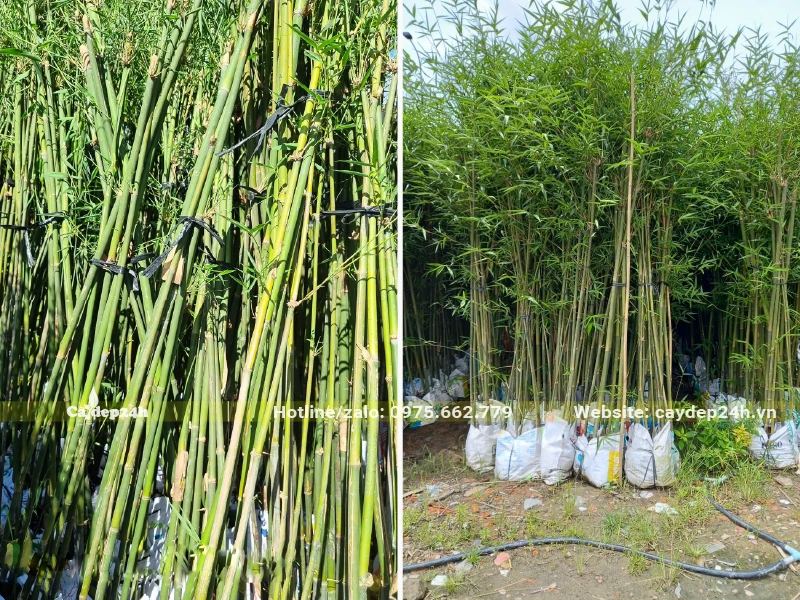 Lá cây Trúc Cần Câu đang ra vô cùng tươi tốt sau một thời gian dâm ủ