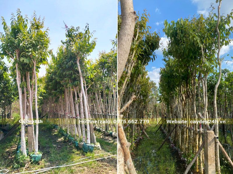 Vườn dâm ủ số lượng lớn cây hoa Bằng Lăng tím