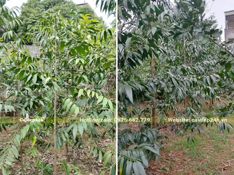 Vườn cây Kim Giao số lượng lớn, chiều cao từ 1,5 - 2,5m