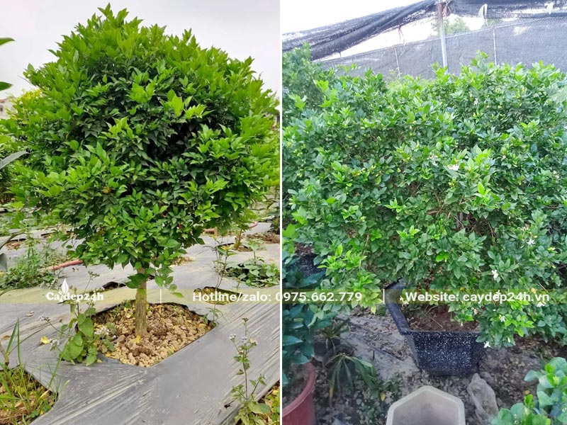 Nguyệt Quế lâu năm tại nhà vườn, có cây trồng sẵn trong chậu