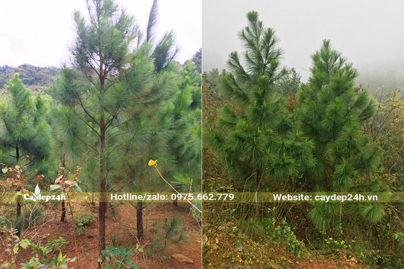 Thông Caribe lâu năm trồng tại Hòa Bình