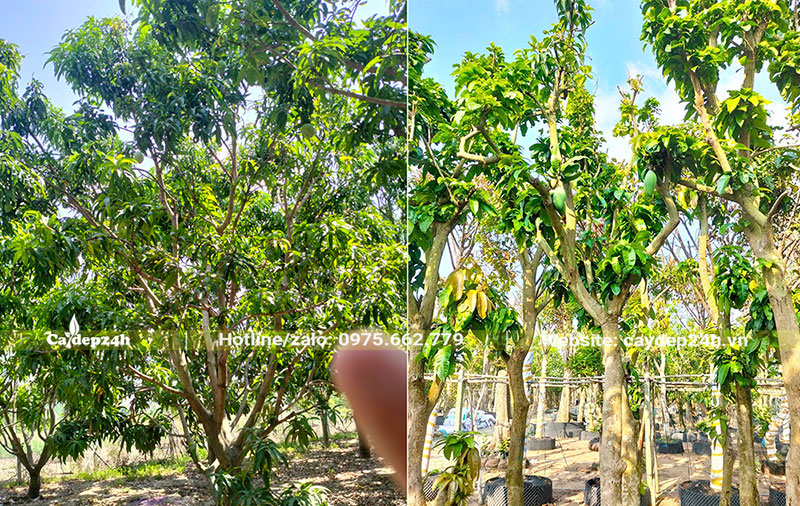 Vườn Xoài chuyên canh và vườn giâm ủ cây Xoài công trình lâu năm