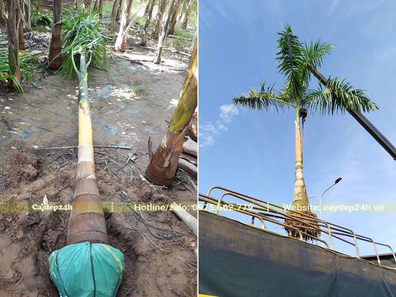 Hố trồng cây Cau Vua công trình nên rộng hơn bầu đất từ 20 - 30cm