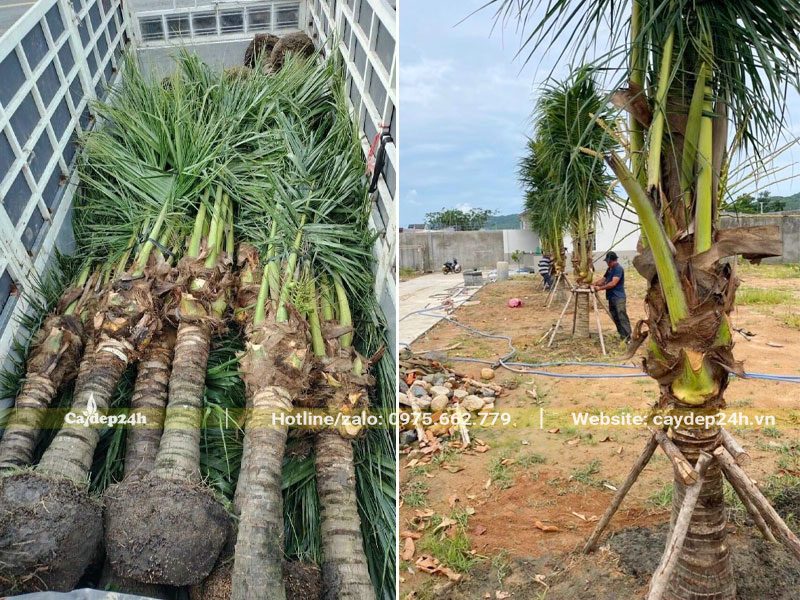 Hàng cây Dừa công trình mới trồng được dựng cọc chống chắc chắn