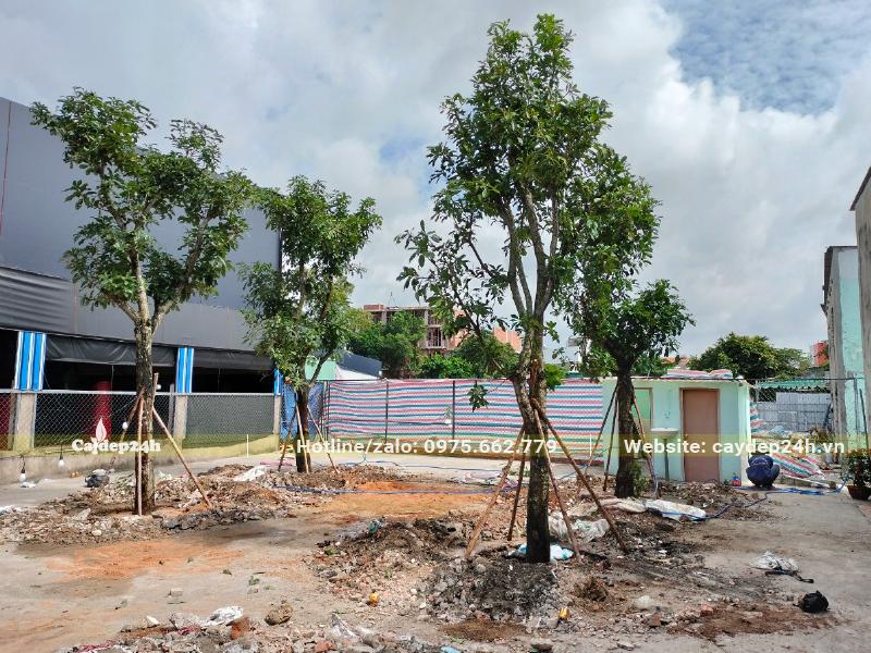 Thi công trồng cây Lộc Vừng cho một nhà hàng tại Hà Nội