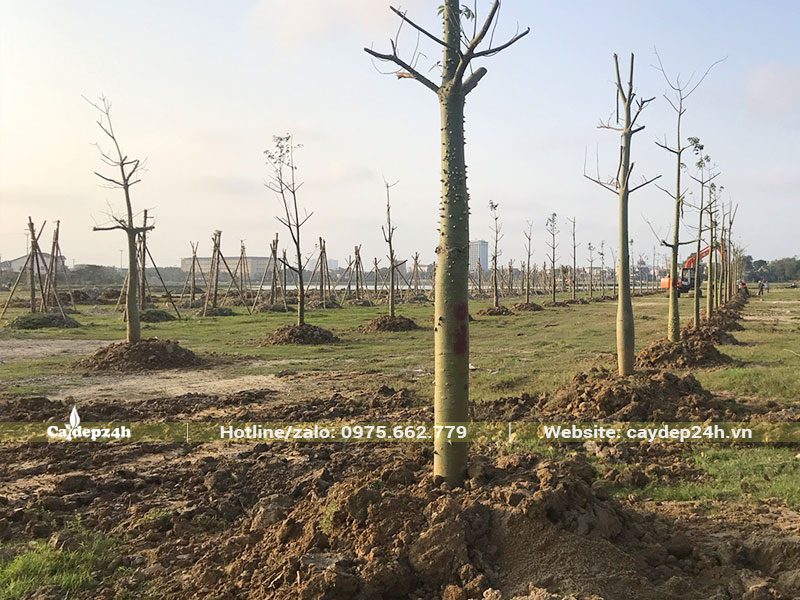 Cây trồng thành hàng dài, mật độ đều tăm tắp