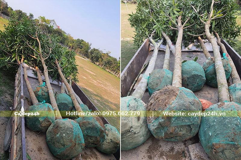 Di chuyển cây Xoài có đk bầu 40 - 45cm đến từng hố trồng