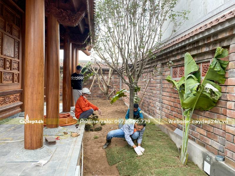 Công thân đang nối từng thảm cỏ nhung nhật tại khu vườn bên hông nhà thờ họ tại Bắc Ninh