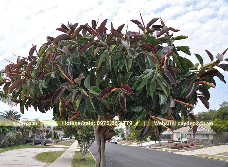 Hàng Đa Búp Đỏ trồng tại dải phân cách trên đường phố