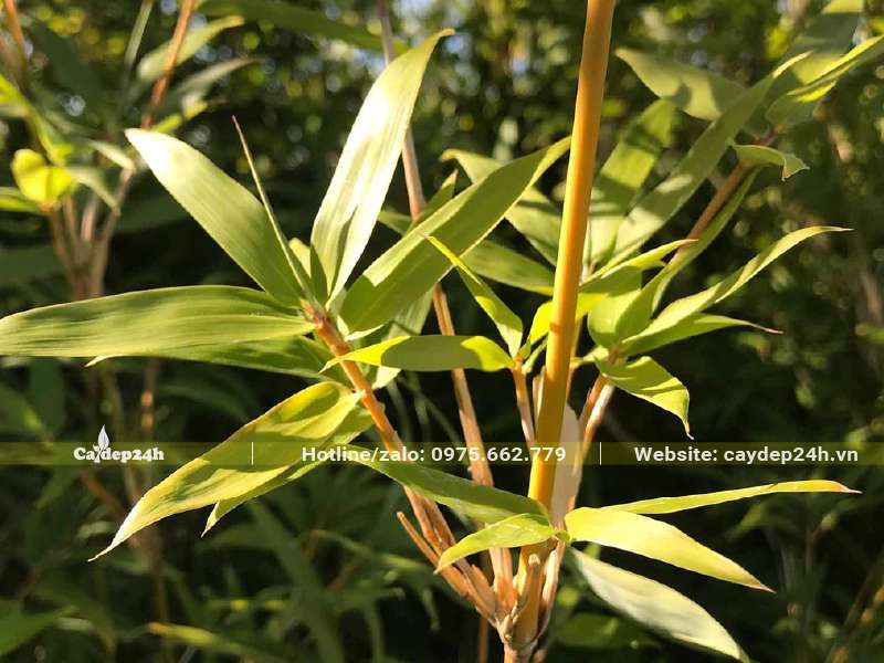 Một đoạn thân và lá của Trúc Quân Tử