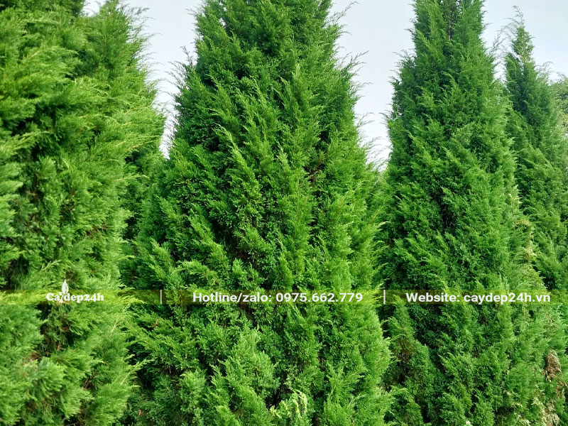 Tán lá của cây Tùng Tháp lâu năm, chiều cao 4m