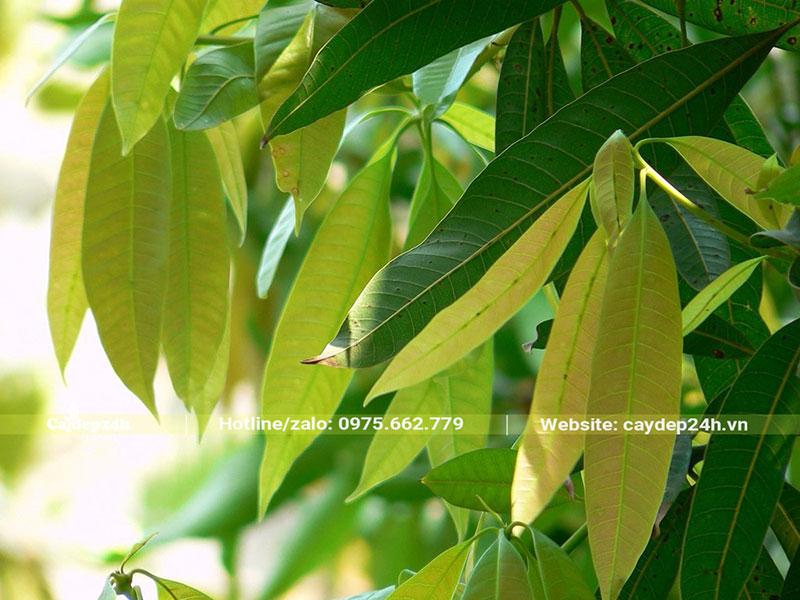 Những chiếc lá non đang ra