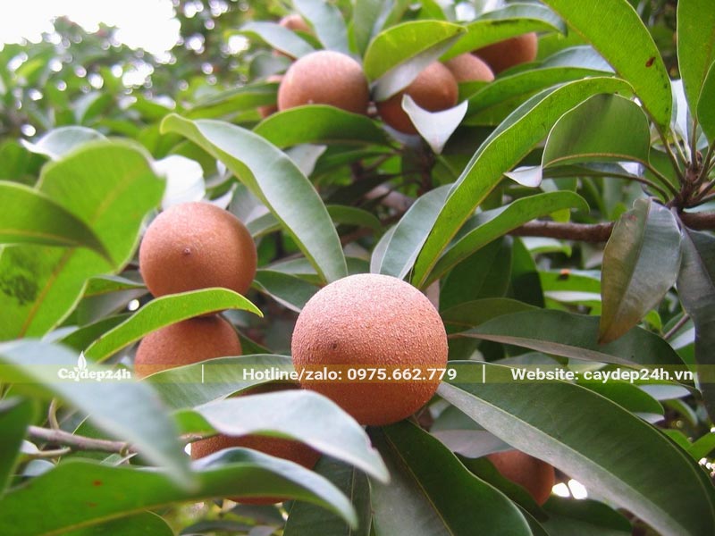 Quả Hồng Xiêm đang trong giai đoạn phát triển