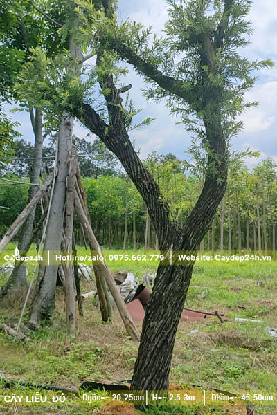 Cây Liễu Rũ cổ thụ đã dâm ủ kỹ