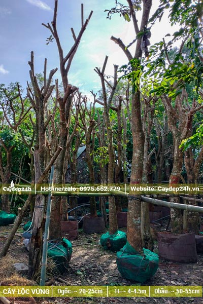 Cây Lộc Vừng cổ thụ đường kính gốc 25 - 30cm
