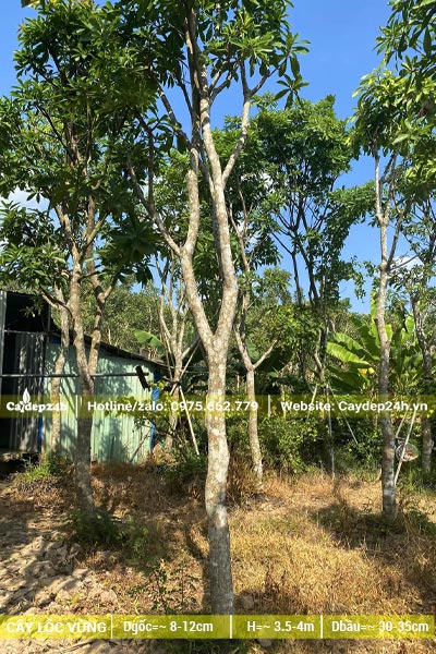 Cây hoa Lộc Vừng đk gốc 12cm đã tỉa hết tai cành, đánh bầu đem dâm ủ