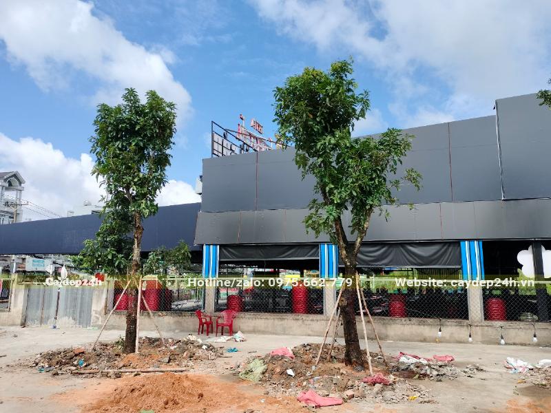 Cây Lộc Vừng công trình cao 3m trồng vỉa hè đường phố