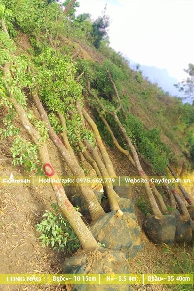 Hàng chục cây Long Não công trình lớn, đường kính thân 10 - 15cm