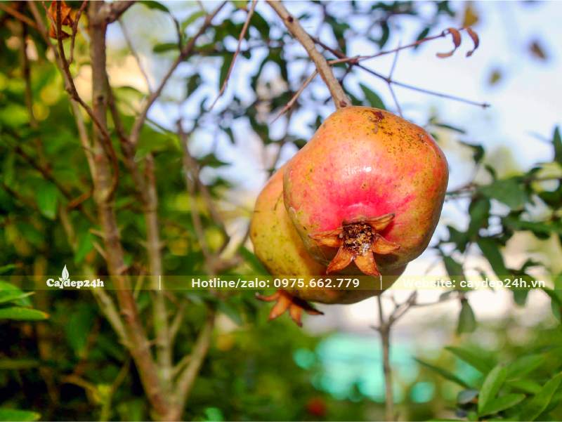 Quả của cây Lựu Việt Nam