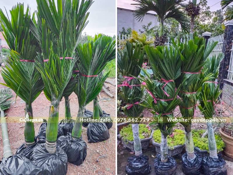 Bầu cây được bọc nilon đen, cành lá được buộc dây chắc chắn