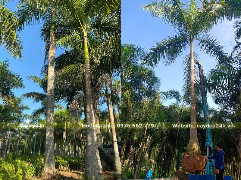 Vườn cây Cau Vua công trình lóng thân cao 4 - 5m đang bứng bầu giao cho khách