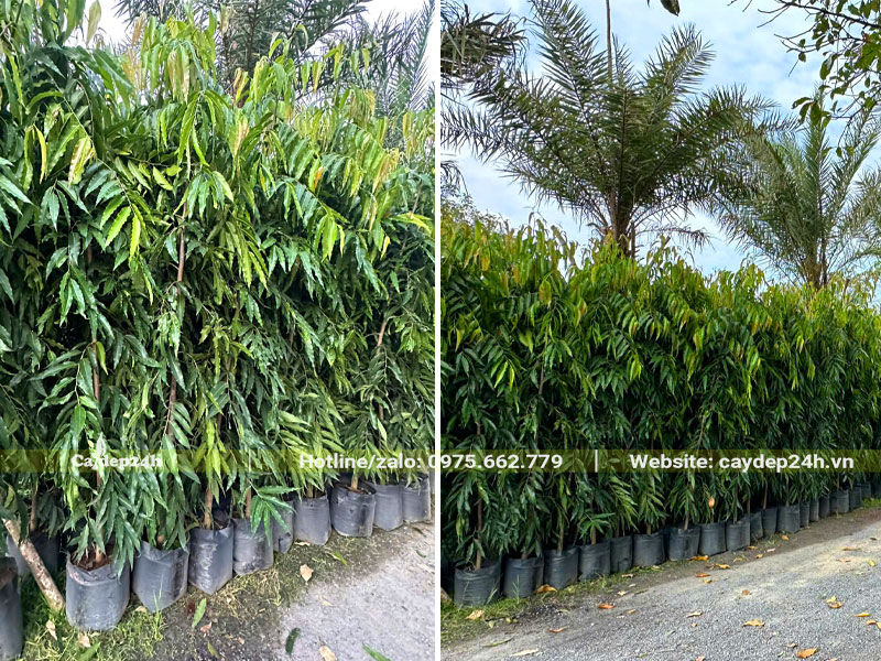 Vườn cây Hoàng Nam trưởng thành, chiều cao 1m5