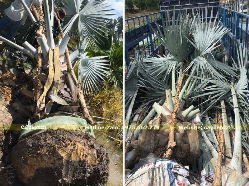 Xếm vài chục cây Kè Bạc đường kính bầu 60 - 70cm lên xe kéo lớn