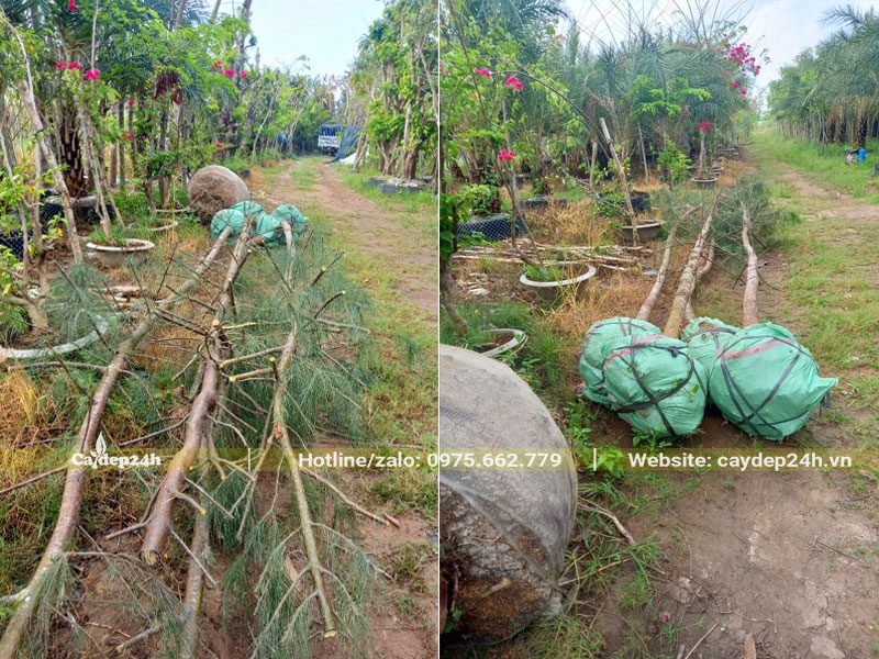 Mua cây Phi Lao công trình bứng nóng, đk gốc khoảng 5 - 8cm