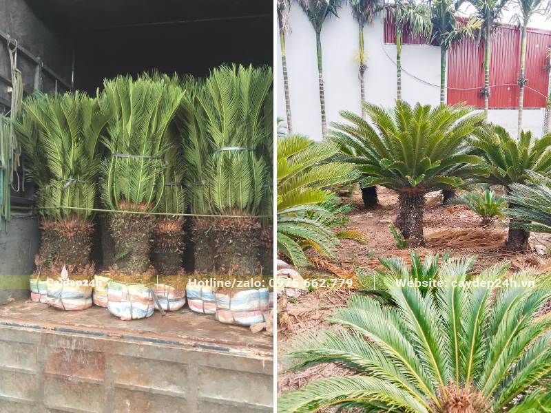 Vạn Tuế thân khoảng 50cm, tán lá đẹp