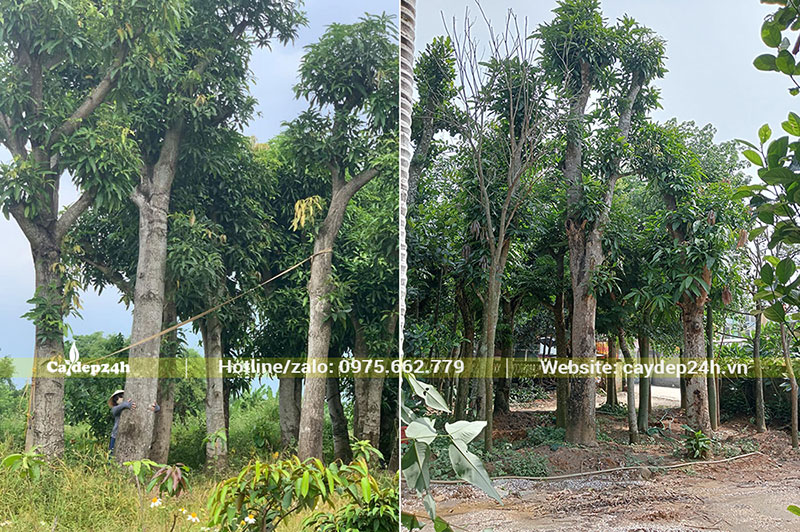 Bán cây Xoài công trình tại vườn dưỡng, đk gốc từ 20cm trở lên