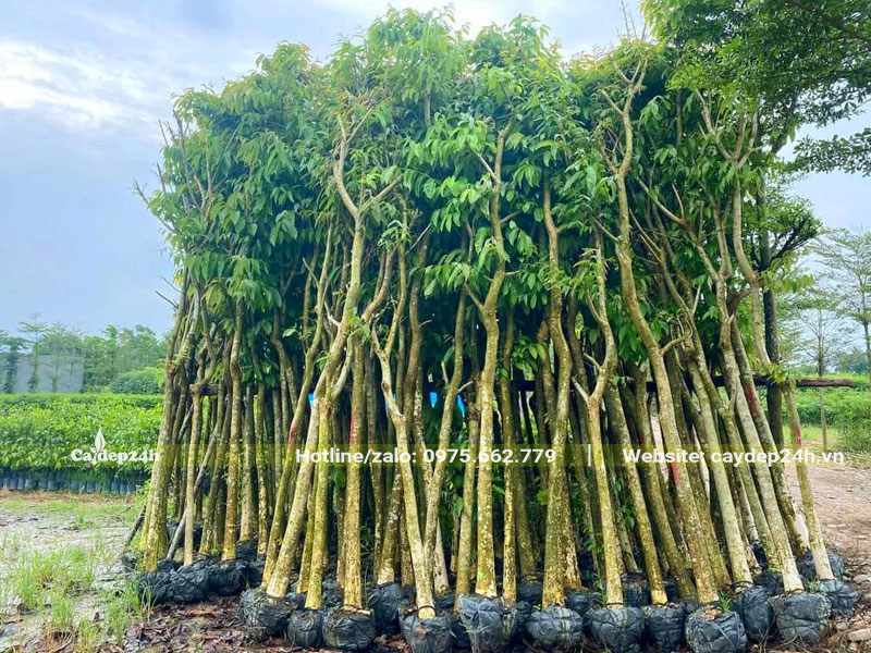 Tập kết cả trăm cây Bằng Lăng tím đường kính gốc từ 10cm trở lên