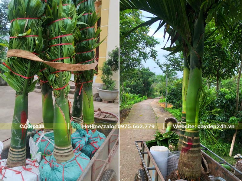 Cây Cau Lùn sau khi bứng dùng lưới và bao tải bọc bầu cẩn thận