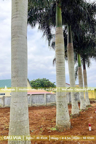 Hàng Cau Vua cổ thụ cao 4 - 5m