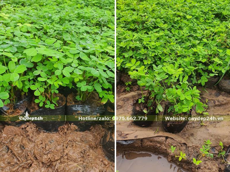 Khu vườn dưỡng cây Cỏ Lạc trồng trong bầu