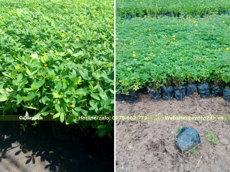 Vườn nhân giống số lượng lớn hàng nghìn bầu cây Cỏ Lạc