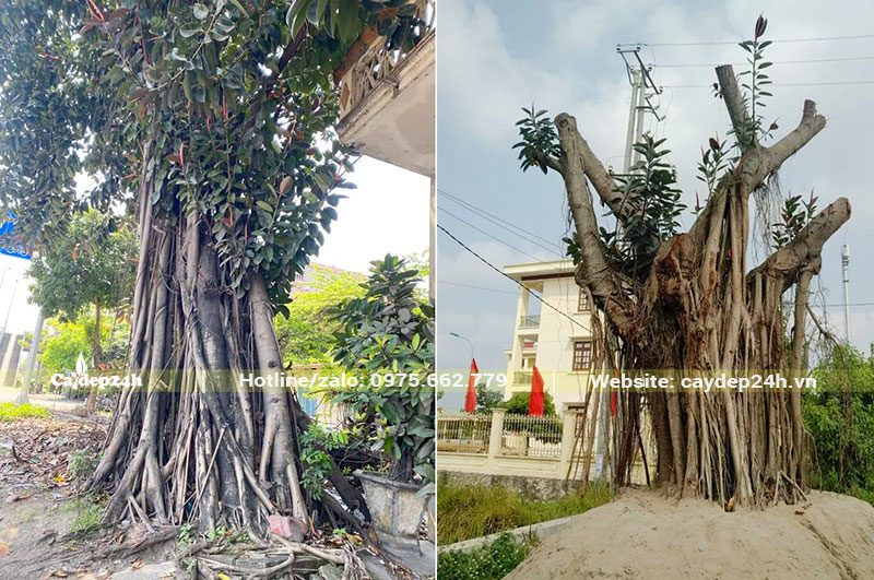 Đa Búp Đỏ cỏ thụ, vanh tới 300 - 400, bộ rễ bám liền thân đẹp
