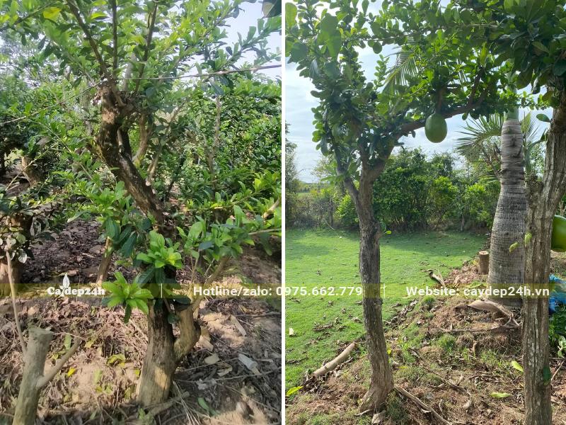 Đào Tiên công trình thoát thân cao 2m, tán càng đã tỉa gọn