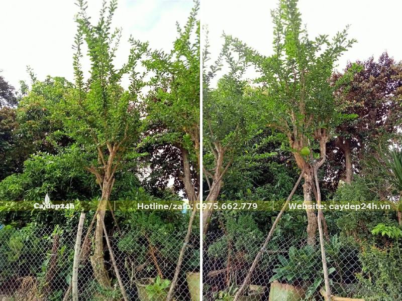 Cây Đào Tiên cao hơn 3m, dâm ủ bầu nổi tại vườn, tán đẹp