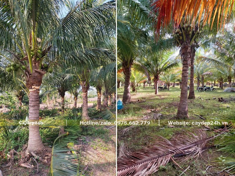 Vườn cây Dừa công trình tuyển chọn, cây đẹp, khỏe mạnh, lóng thân từ 1,5 - 2m