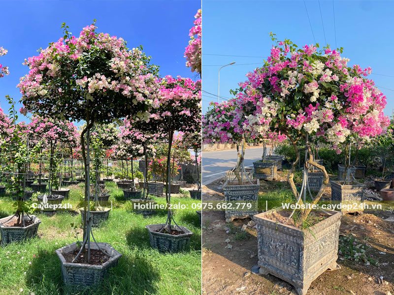 Những chậu cây hoa Giấy 2 màu xinh đẹp