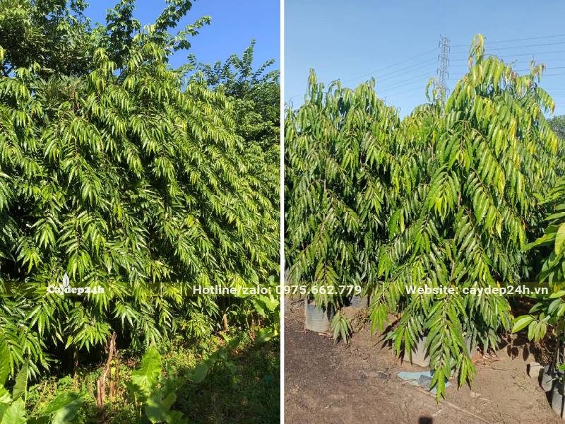 Hai khu vườn cây Hoàng Nam đánh thẳng và cây dưỡng bầu tại khu vực phía Nam