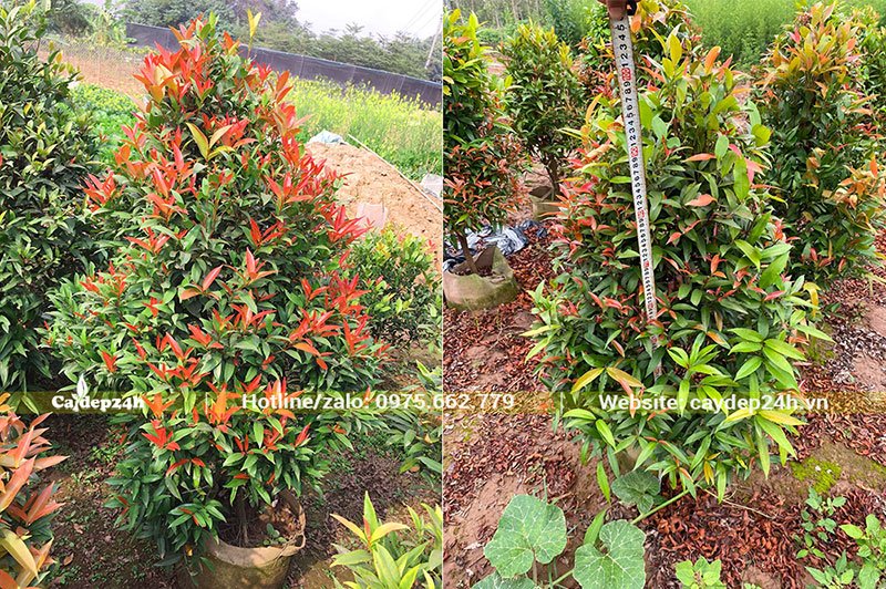 Hình ảnh cây Hồng Lộc đẹp, cao hơn 1m, tán tỉa gọn