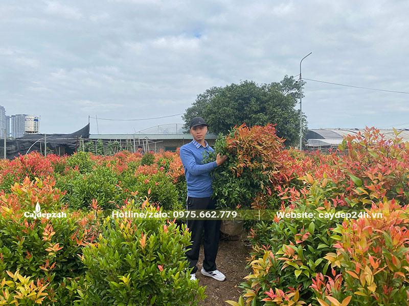 Vườn cây Hồng Lộc công trình số lượng lớn, kích thước cao từ 1 - 1,2m