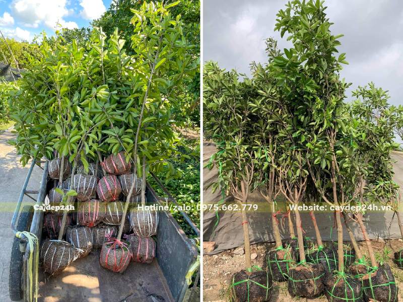 Hàng chục cây Hồng Xiêm cao hơn 1m, dk gốc 3cm, bầu bứng thẳng