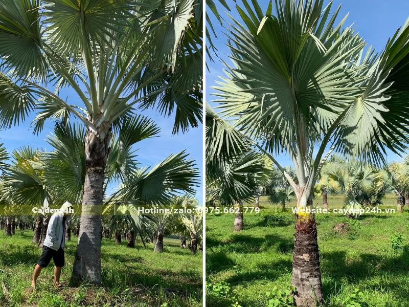 Vườn cây Kè Bạc đủ mọi kích thước, đều là cây trưởng thành, lâu năm