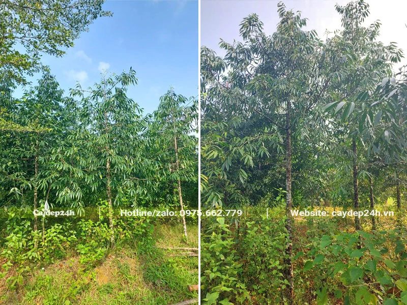 Vườn trồng số lượng lớn cây gỗ Kim Giao cung cấp cho các công trình đô thị